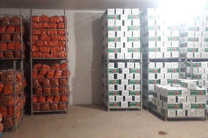 Cà rốt trong kho lạnh trước khi xuất xưởng bán thị trường trong nước và xuất khẩu của HTX Đức Chính. Ảnh: Nguyễn Đức Thuật.