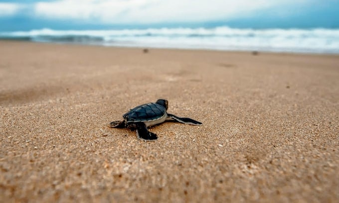 Tất cả các giai đoạn trong cuộc đời của rùa biển đều bị ảnh hưởng bởi các điều kiện môi trường.