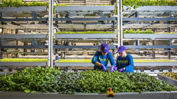 An indoor farm in New Jersey. Photo: Bloomberg