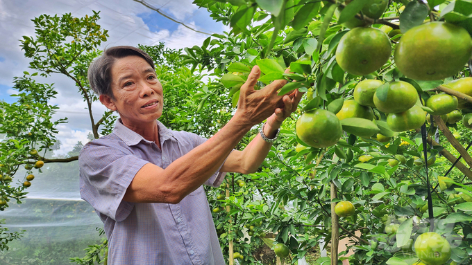 Lễ hội quýt hồng Lai Vung lần thứ I năm 2023 tạo sân chơi cho bà con nhà vườn trồng quýt hồng Lai Vung quảng bá, giới thiệu sản phẩm đến với du khách trong và ngoài nước. Ảnh: Kim Anh.