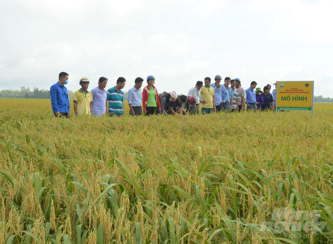 Kiên Giang tập trung xây dựng cánh đồng lớn sản xuất lúa đạt các tiêu chuẩn, nâng cao chất lượng, giá trị phục vụ chế biến xuất khẩu. Ảnh: Trung Chánh.