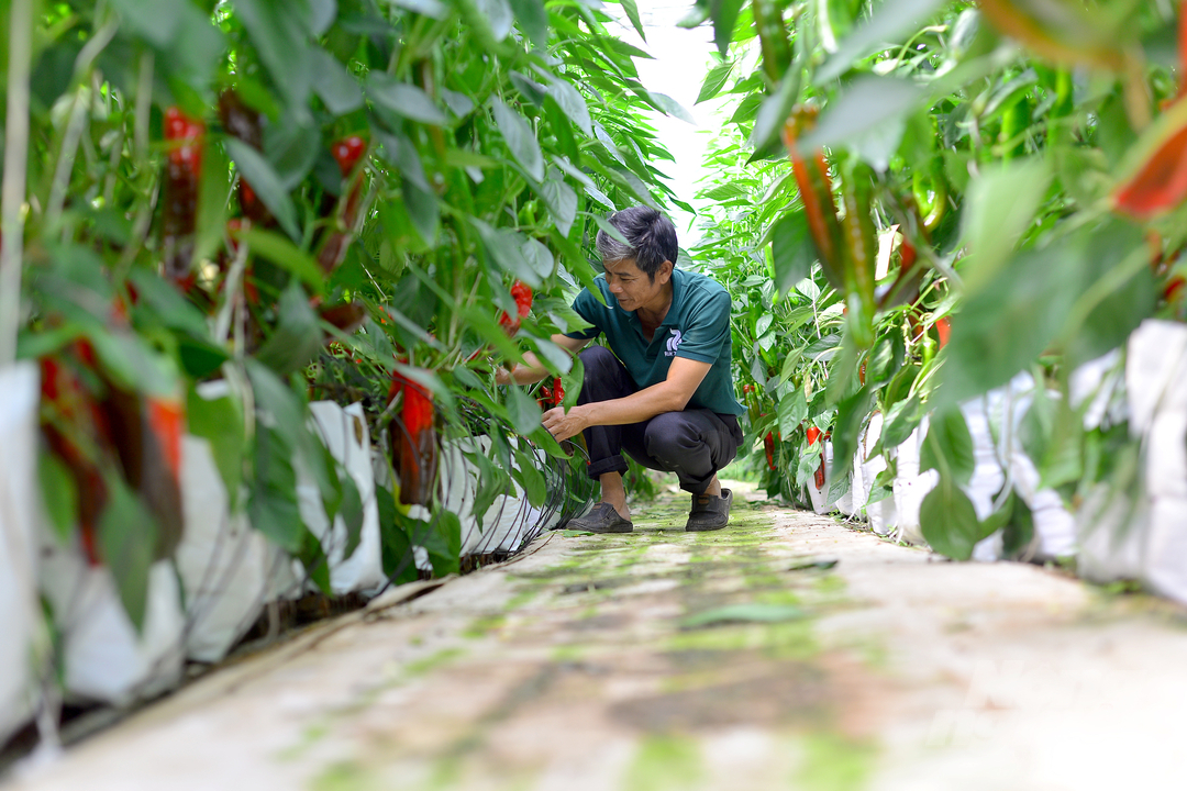 Ông Thủy chia sẻ, gia đình ông phát triển mô hình ớt chuông từ hơn chục năm trước. Năm 2021, khi biết Công ty TNHH Rijk Zwaan Việt Nam phát triển giống ớt sweet palermo, gia đình đã mua giống và trồng trên diện tích 1.500m2 vườn. 