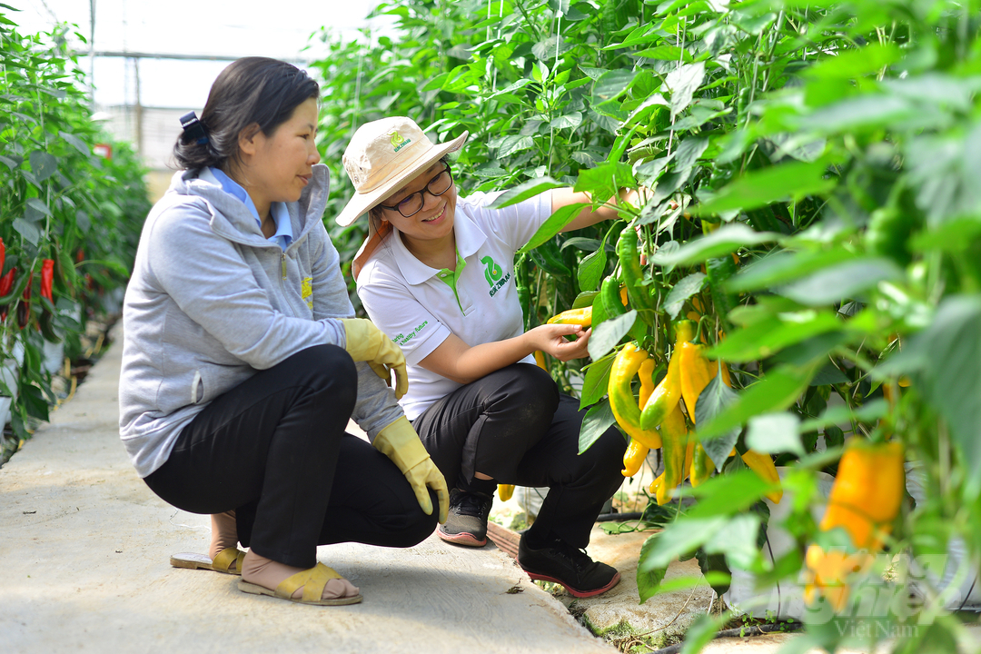 'Khi gia đình nhập giống ớt về trồng thì Công ty Rijk Zwaan cũng cử chuyên gia xuống tận vườn để hỗ trợ, tư vấn kỹ thuật. Vậy nên việc sản xuất rất thuận lợi', chủ vườn Nguyễn Như Thủy nói.   