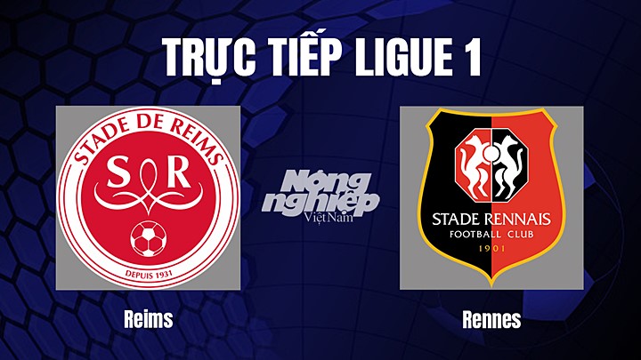 Trực tiếp bóng đá Ligue 1 (VĐQG Pháp) 2022/23 giữa Reims vs Rennes ngày 30/12/2022