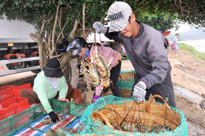 Người nuôi tôm hùm ở thị xã Sông Cầu (Phú Yên) đang bước vào vụ thu hoạch sản phẩm. Ảnh: AC.