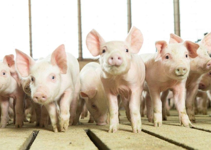 National Pork Board and the Pork Checkoff