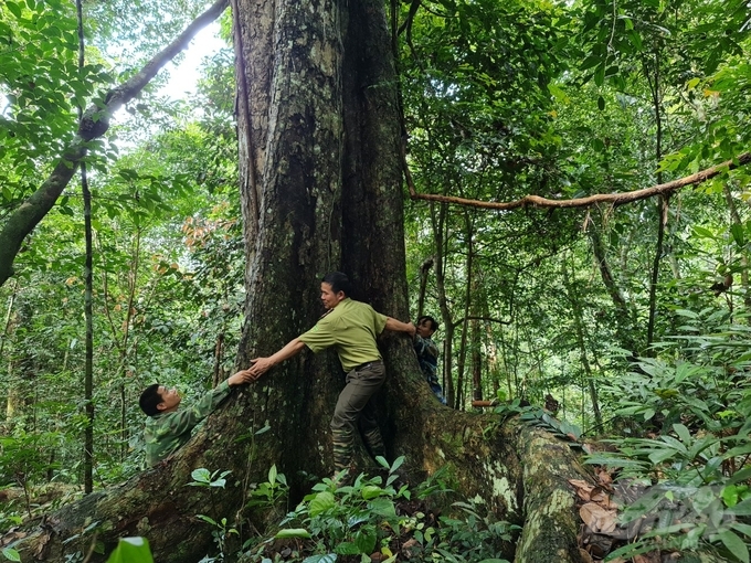 Công tác quản lý, bảo vệ rừng của huyện Na Hang cũng được thực hiện khá tốt. Ảnh: Đào Thanh.