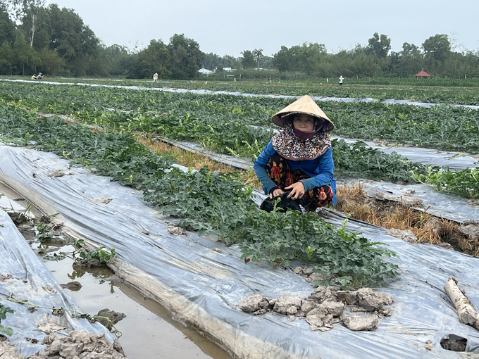 Huyện Phước Long (Bạc Liêu) thực hiện đề án tái cơ cấu ngành nông nghiệp. Ảnh: Trọng Linh.
