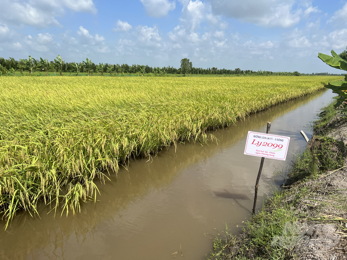 Huyện Phước Long không ngừng mở rộng diện tích các giống lúa chất lượng cao đối với mô hình tôm lúa trong thời gian qua. Ảnh: Trọng Linh.