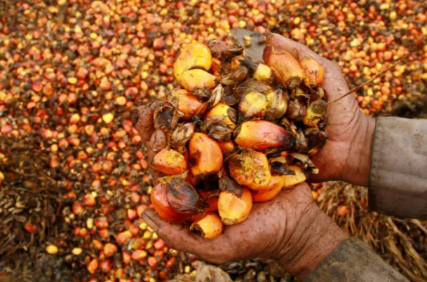 Indonesia is preparing to tighten export rules for palm oil from January 1. Photo: Akbar Tado/Antara Foto