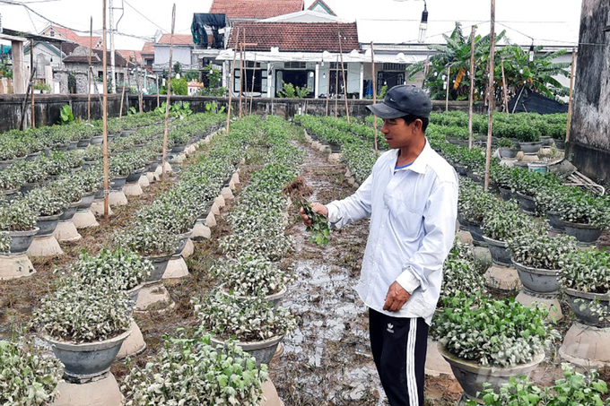 Mưa lũ trong tháng 10/2022 đã làm ngập úng hàng ngàn chậu hoa Tết của người dân Thừa Thiên - Huế. Ảnh: CĐ.