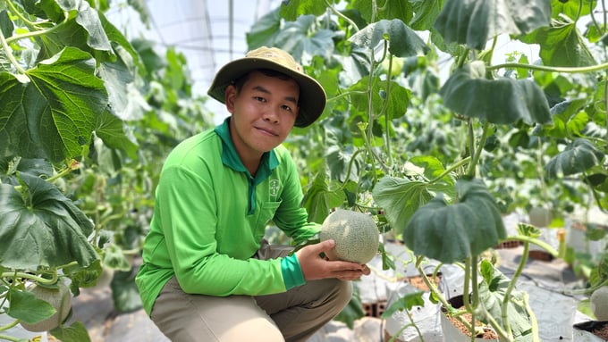 Vườn dưa lưới công nghệ cao của anh Nguyễn Thế Ngoan Vinh ở huyện Lai Vung, tỉnh Đồng Tháp. Ảnh: Kim Anh.