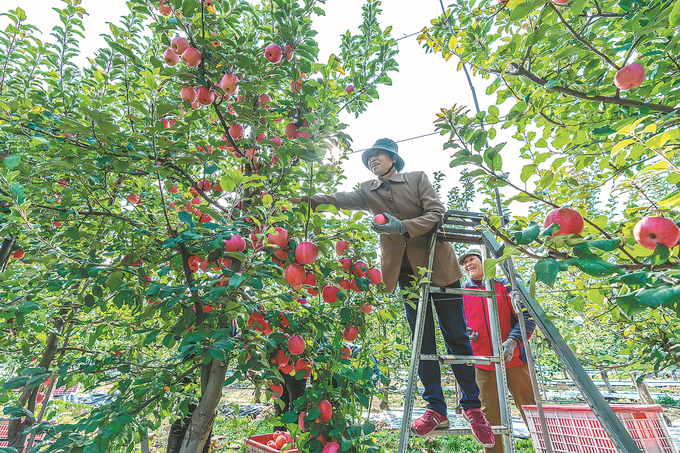 Farmers pick apples at an orchard in Wanrong county, Yuncheng, Shanxi province, in November. Photo: China Daily