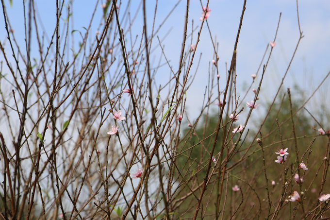 Tại vườn đào hơn 500 gốc của anh Trần Văn Trọng, thời điểm này một số gốc bắt đầu đơm hoa chào đón mùa Xuân.