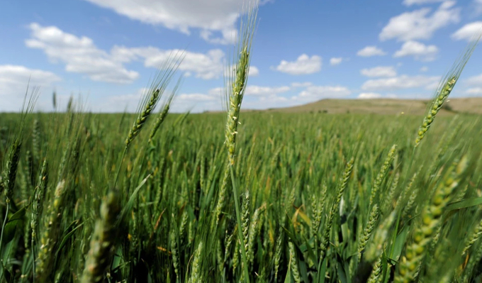 Hybrid wheat will be ready to harvest by mid-June at the bio-technology company Syngenta's research farm near Junction City, Kansas, U.S. May 4, 2017. Photo: REUTERS
