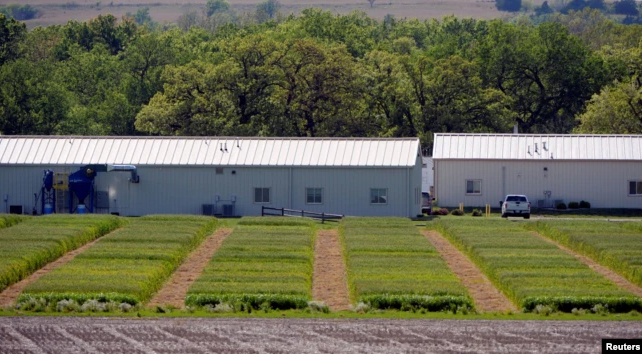 Các lô lúa mì lai thử nghiệm được trồng tại trại nghiên cứu của công ty công nghệ sinh học Syngenta ở gần thành phố Junction, bang Kansas. Ảnh: Dave Kaup