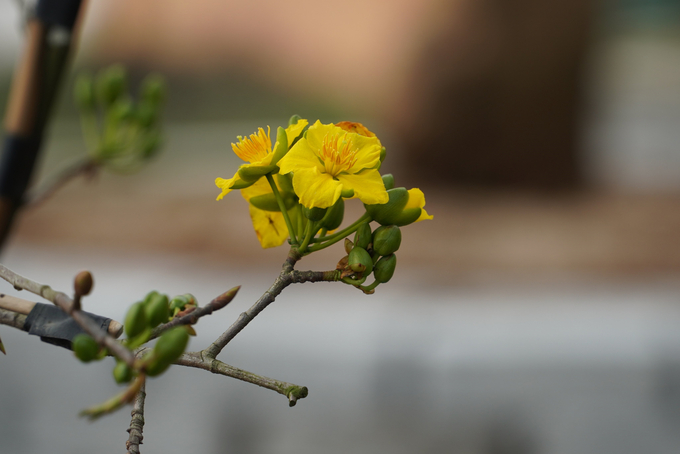 Hoa nở 5 cánh với màu vàng sặc sỡ.