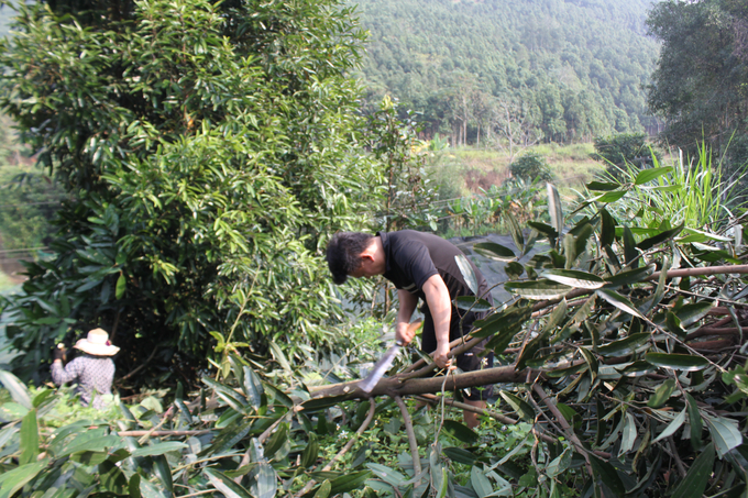 Nhờ cây quế, đời sống đồng bào dân tộc Mông, Dao đỏ từng bước nâng cao, nông thôn mới vùng cao ngày một khởi sắc. Ảnh: Xuân Cường.