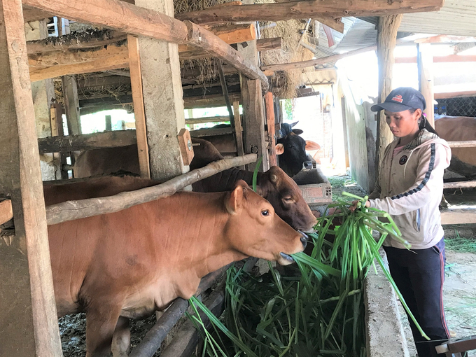 Ở huyện Hoài Ân, ngoài được mệnh danh là 'vựa heo lớn nhất miền Trung', địa phương này còn đang phát triển mạnh nghề nuôi bò vỗ béo. Ảnh: V.Đ.T.