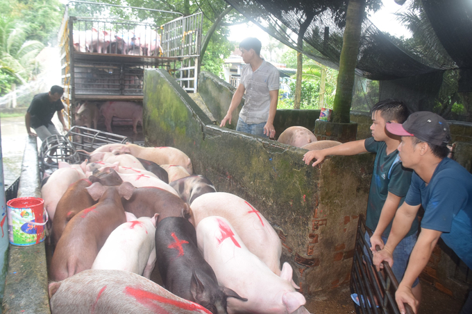 Người chăn nuôi huyện Hoài Â (Bình Định) xuất bán heo thịt cho thị trường Đà Nẵng. Ảnh: V.Đ.T.