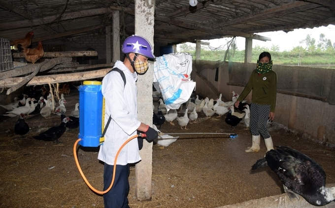 Hiện nguy cơ bùng phát các dịch bệnh trên vật nuôi tại Nghệ An rất cao do tỉ lệ tiêm phòng nhiều nơi rất thấp và điều kiện cuối năm đang rất thuận lợi.