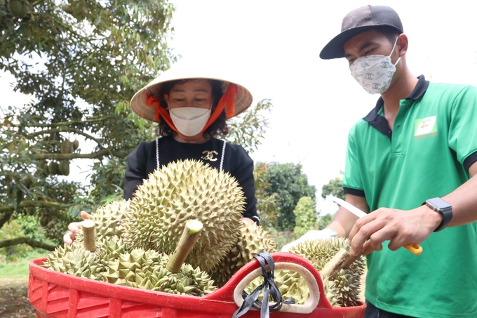 Trong năm 2022, trái sầu riêng của Đắk Lắk đã chính thức được xuất khẩu chính ngạch sang thị trường Trung Quốc. Ảnh: Quang Yên.