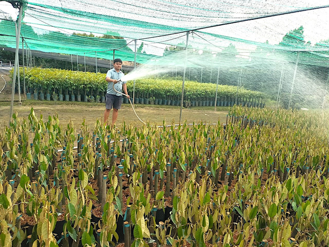 Hàng năm, tỉnh Bến Tre sản xuất khoảng 40 triệu cây giống. Ảnh: Minh Đảm.