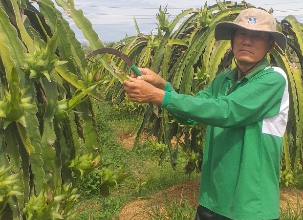 Ông Nguyễn Tánh đang tất bật chăm sóc vườn thanh long nhà mình để cung ứng thị trường dịp tết. Ảnh: KS.