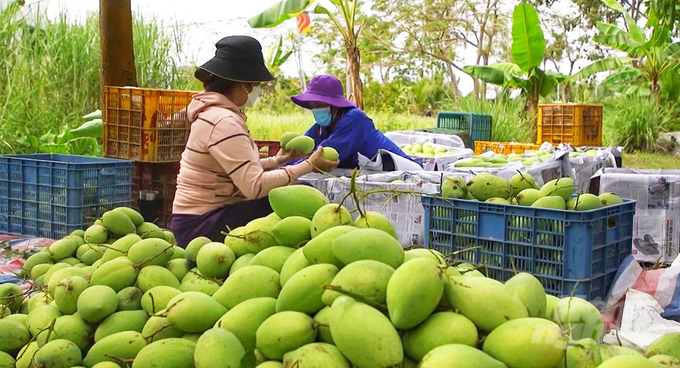 Sản lượng xoài cát cung ứng thị trường dịp Tết Nguyên Đán 2023 ở tỉnh Hậu Giang hạn chế so với mọi năm. Ảnh: Kim Anh.