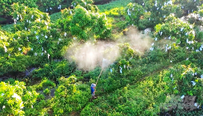 Nhà vườn tỉnh Hậu Giang tất bật chăm sóc vườn cây ăn trái cuối năm. Ảnh: Kim Anh.