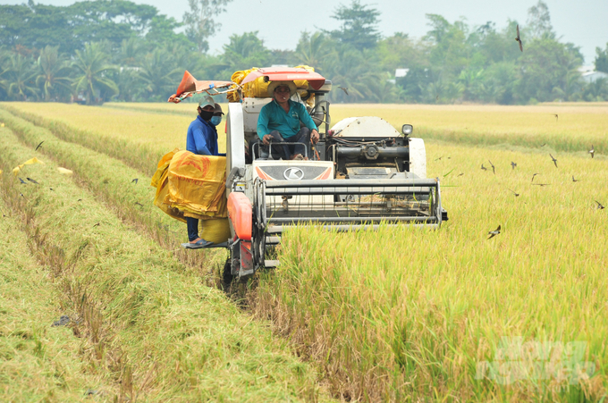 Vượt qua một năm nhiều khó khăn, ngành nông nghiệp Hậu Giang đã thực hiện đạt và vượt các chỉ được giao, trong đó sản xuất lúa đạt trên 1,25 triệu tấn. Ảnh: Trung Chánh.
