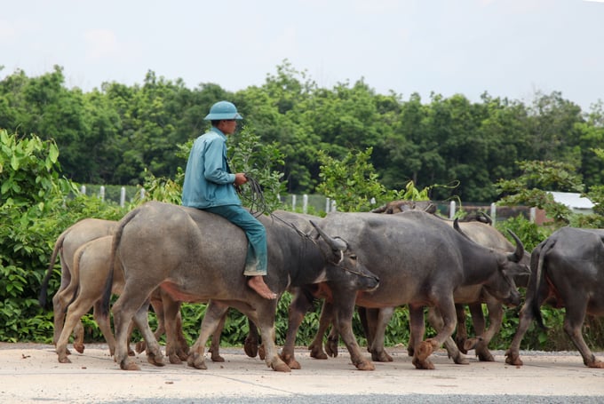 Thời gian qua, hiện tượng buôn bán, vận chuyển trái phép trâu, bò qua biên giới tại các tỉnh miền Trung vào Việt Nam diễn ra khá phổ biến, phức tạp, đặc biệt là qua biên giới với Lào. Ảnh minh họa: TL.