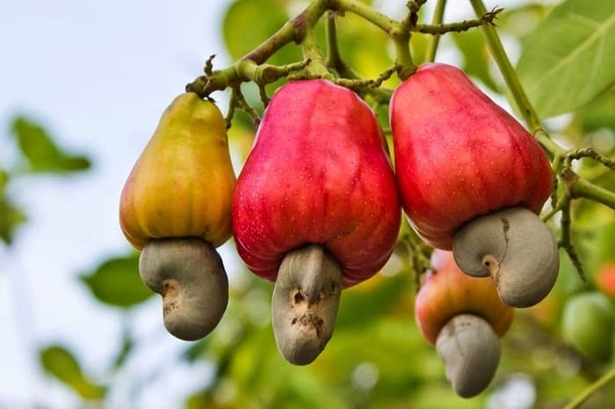 Binh Phuoc cashew nuts can completely go on their own feet in the international market because of the production tradition and product quality of domestic materials. Photo: LB.