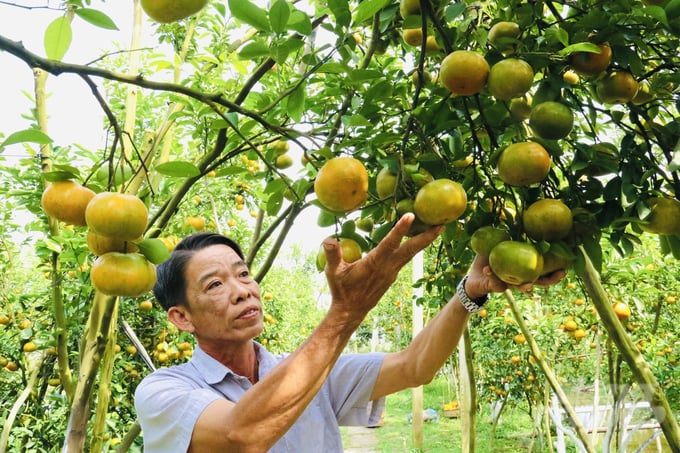Ông Nguyễn Văn Đầy bên vườn quýt hồng đã phục hồi lại 100% và cho năng suất cao trong dịp Tết Quý Mão 2023. Ảnh: Lê Hoàng Vũ.