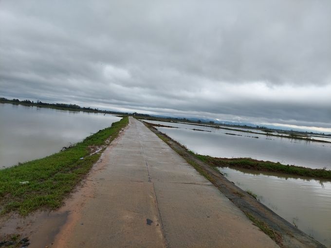 Toàn tỉnh Phú Yên hiện có trên 4.000 ha lúa bị ngập. Ảnh: KS.