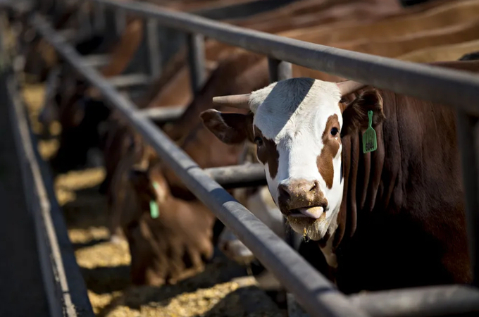 Cattle at the Texana Feeders feedlot in Floresville, Texas.