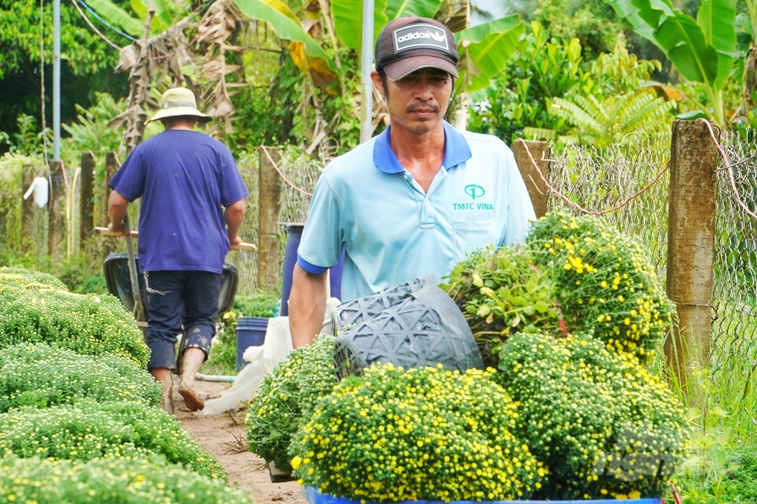 Các nhà vườn trồng cúc mâm xôi ở huyện Chợ Lách, tỉnh Bến Tre đang tất bật thu hoạch vụ hoa Tết năm 2023 để kịp giao cho khách hàng. Trung bình mỗi ngày mỗi vườn ở đây vận chuyển khoảng 1.000 chậu hoa.