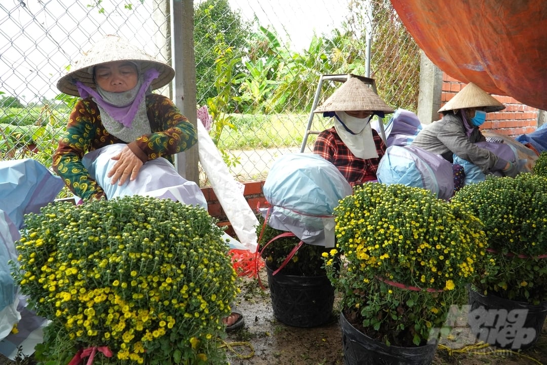 Vụ hoa Tết năm 2023, nhiều lao động nhàn rỗi của địa phương cũng có thể kiếm thêm thu nhập trên 250.000 đồng/ngày từ công việc thu hoạch, bao gói, vận chuyển hoa.
