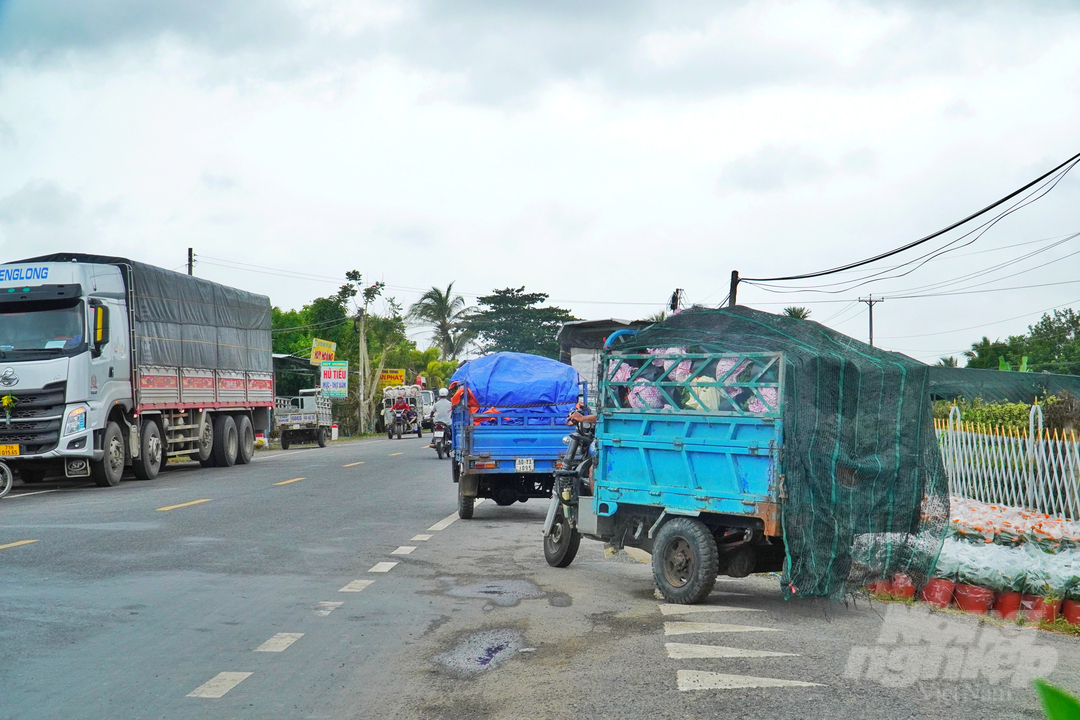 Dọc tuyến Quốc lộ 57 từ khu vực phà Tân Phú thuộc huyện Chợ Lách đến đoạn thuộc huyện Mỏ Cày Nam, tỉnh Bến Tre dòng xe nối đuôi nhau đậu kín hai bên đường để mua và vận chuyển hoa đi tiêu thụ.