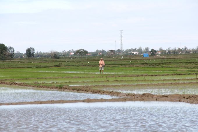 Nhiều diện tích lúa ở Quảng Ngãi bị ngập úng do mưa liên tục nhiều ngày qua. Ảnh: L.K.