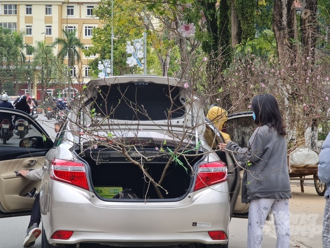 So với năm ngoái, tại thành phố Tuyên Quang thời điểm này giá đào không đắt hơn.