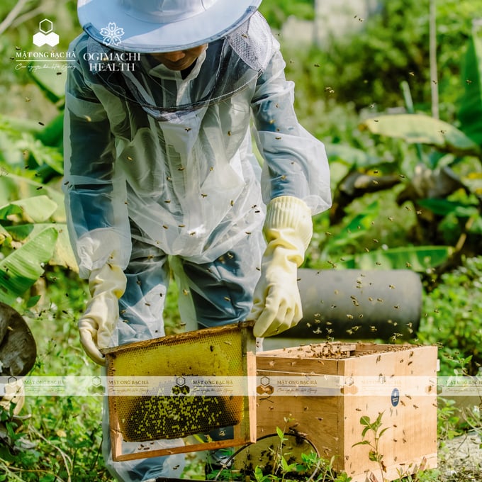 Một thùng nuôi ong thuộc quy hoạch nông trại Ogimachi tại Hà Giang. Ảnh: Kim Anh.