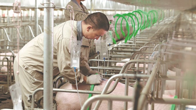 Một nhân công đang làm việc tại một trang trại lợn thông minh ở Vũ Hán, tỉnh Hồ Bắc. Ảnh: Chinadaily