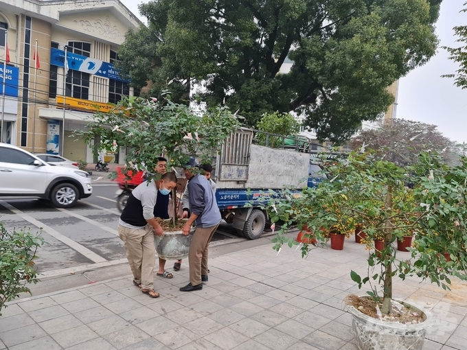 Thời điểm này, nhiều tuyến đường phố ở thành phố Tuyên Quang đã rộn ràng cảnh mua bán hoa cây cảnh phục vụ Tết Nguyên đán. 