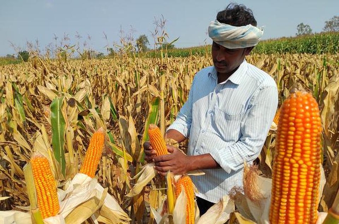 The Young Farmer working in maize filed at Chintakani Mandal of Ramakrishna Puram village in Khammam district Telangana. The farmer has claimed that the minimum support price for his maize is Rs 1500 and that the price will be lost to them and if the government decides at the rate of Rs 2000 per quintal of the minimum support thread, the farmers will be justified. Photo: Rao G.N. / The Hindu