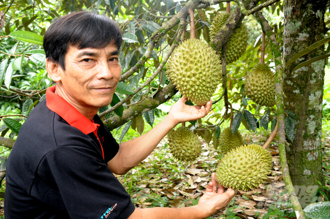 Tổng diện tích cây ăn trái đạt 24.589 ha, vượt 1% kế hoạch, với sản lượng 194.507 tấn. Ảnh: Lê Hoàng Vũ.
