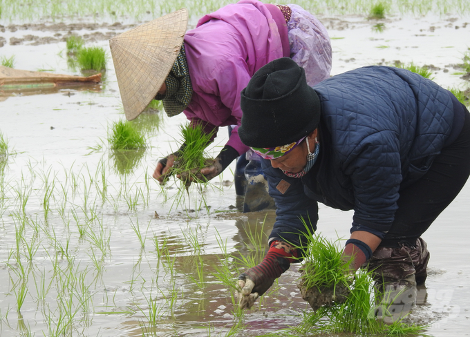 Năm 2023, tỉnh Hà Tĩnh phấn đấu gieo cấy 59.050 ha lúa vụ Xuân. Để sản xuất đạt kế hoạch, sau khi triển khai đề án, Sở NN-PTNT kịp thời thành lập các Tổ công tác kiểm tra, chỉ đạo hướng dẫn sản xuất. Đồng thời tăng cường quản lý nhà nước về vật tư nông nghiệp trên địa bàn tỉnh.