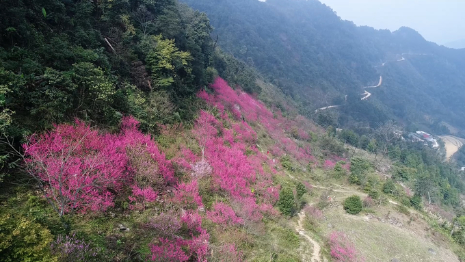 Hoa đào rừng ở núi Mẫu Sơn. Ảnh: Trang Anh.