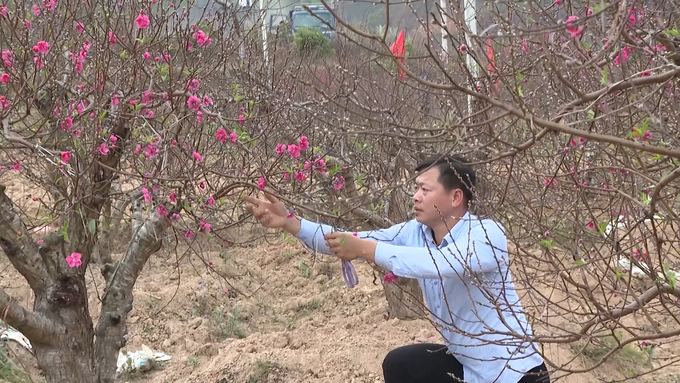 Người dân Lạng Sơn chăm sóc hoa đào Tết. Ảnh: Nguyễn Thành.