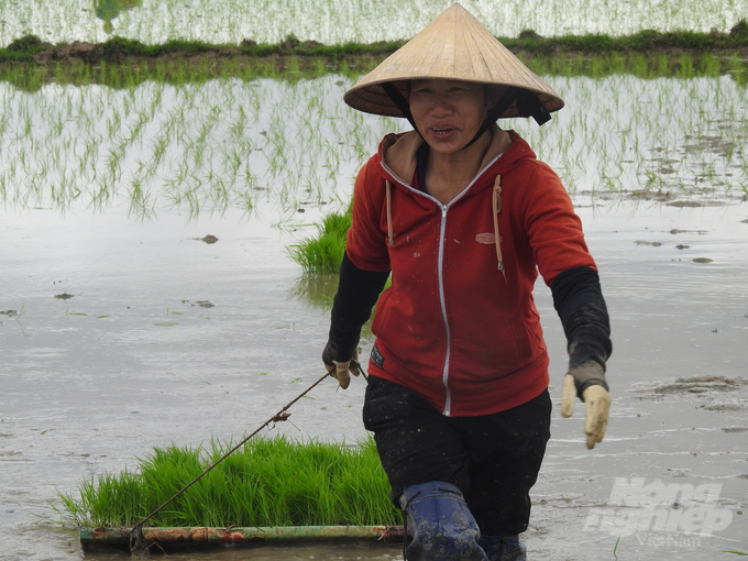 Gia đình bà Nguyễn Thị Mai, xã Lâm Trung Thủy, huyện Đức Thọ năm nay sản xuất hơn 1 mẫu ruộng. Nhà chỉ có hai ông bà, để giảm áp lực những ngày sau Tết, ba ngày nay bà huy động thêm anh em trong họ xuống đồng tranh thủ cấy được thửa nào hay thửa đó.